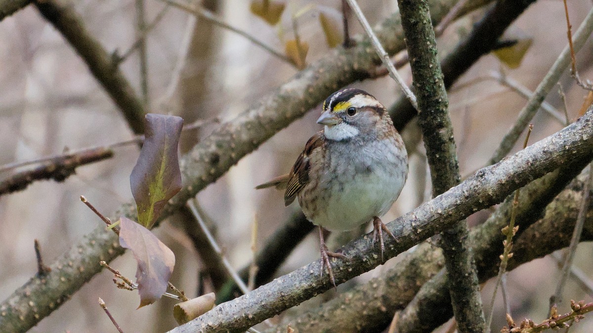 White-throated Sparrow - ML645891184