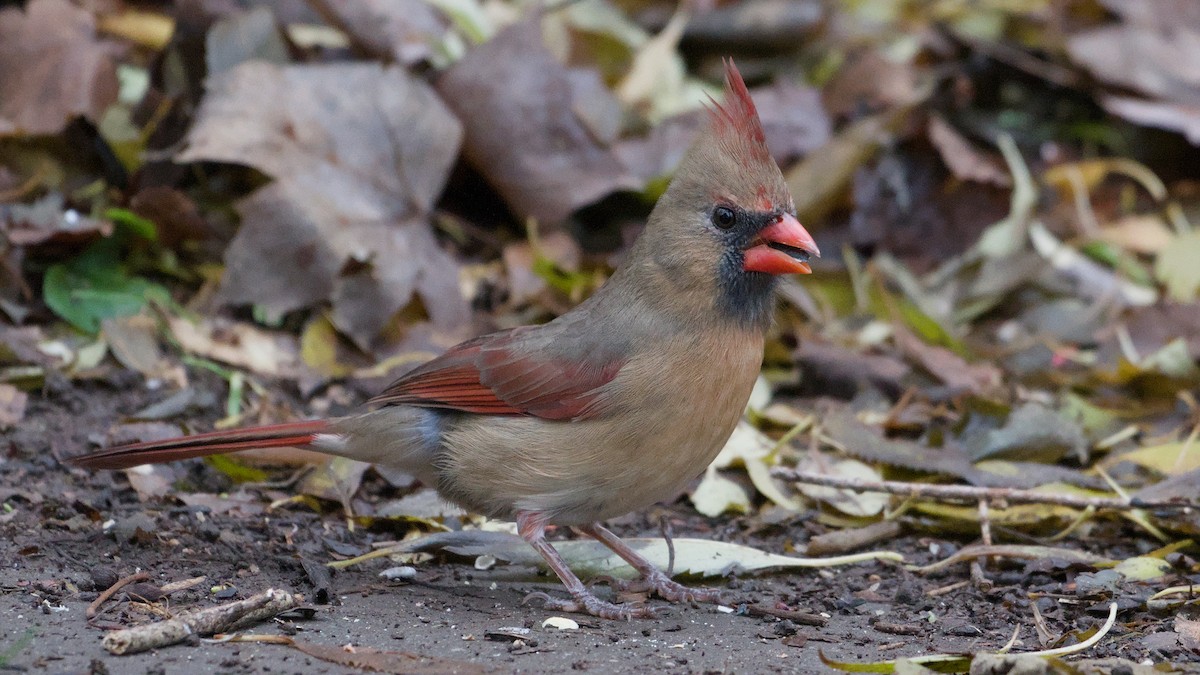 Northern Cardinal - ML645891188