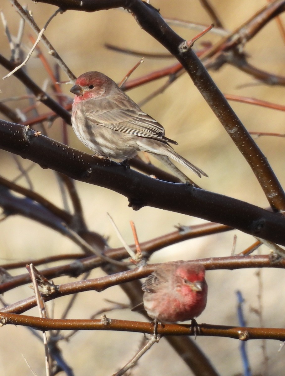 House Finch - ML645891193