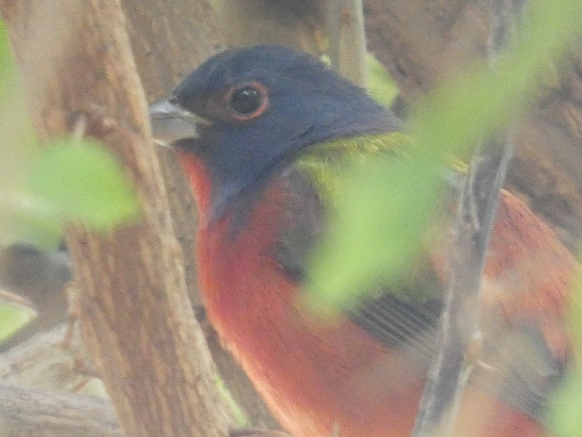 Painted Bunting - ML645891195