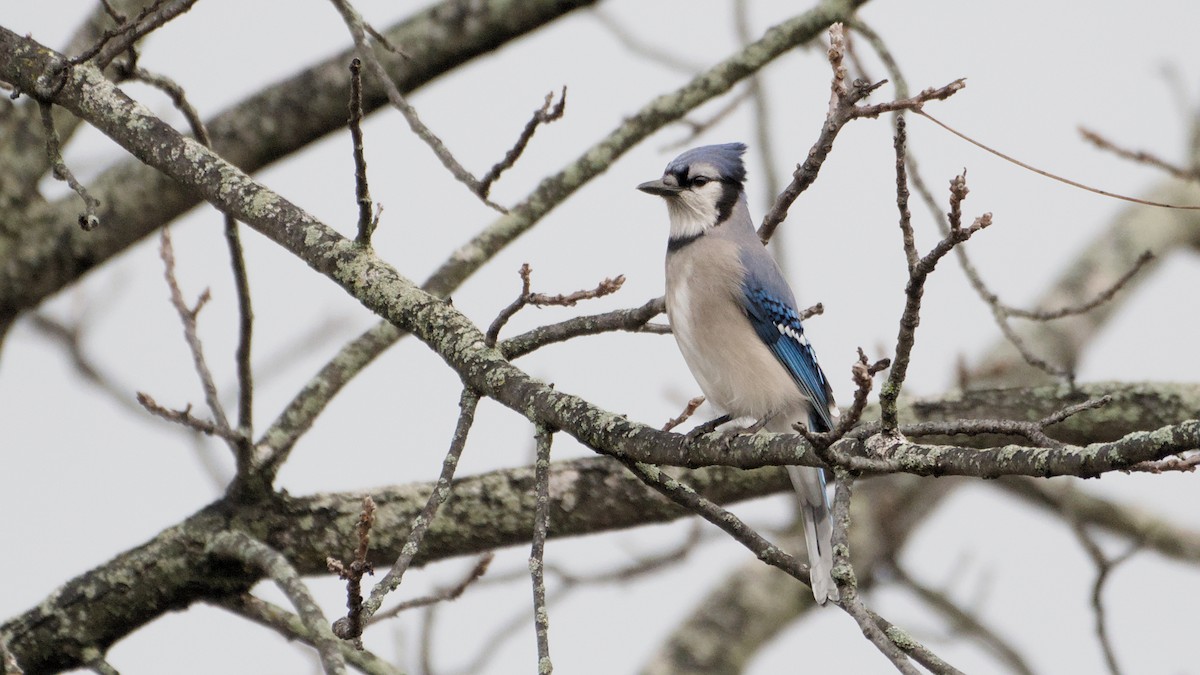 Blue Jay - ML645891196