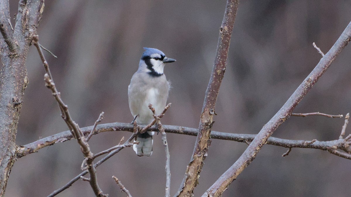 Blue Jay - ML645891197
