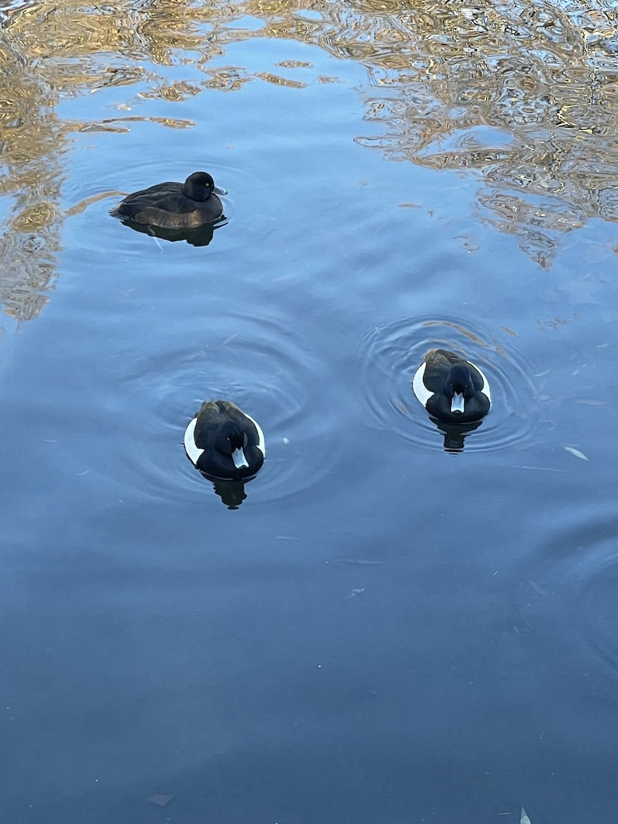 European Herring Gull - ML645891198