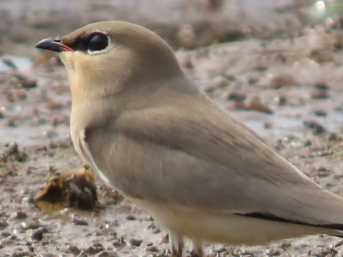 Small Pratincole - ML645891199