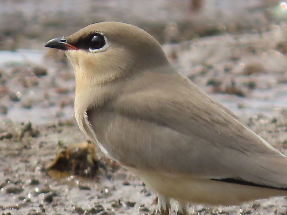 Small Pratincole - ML645891200