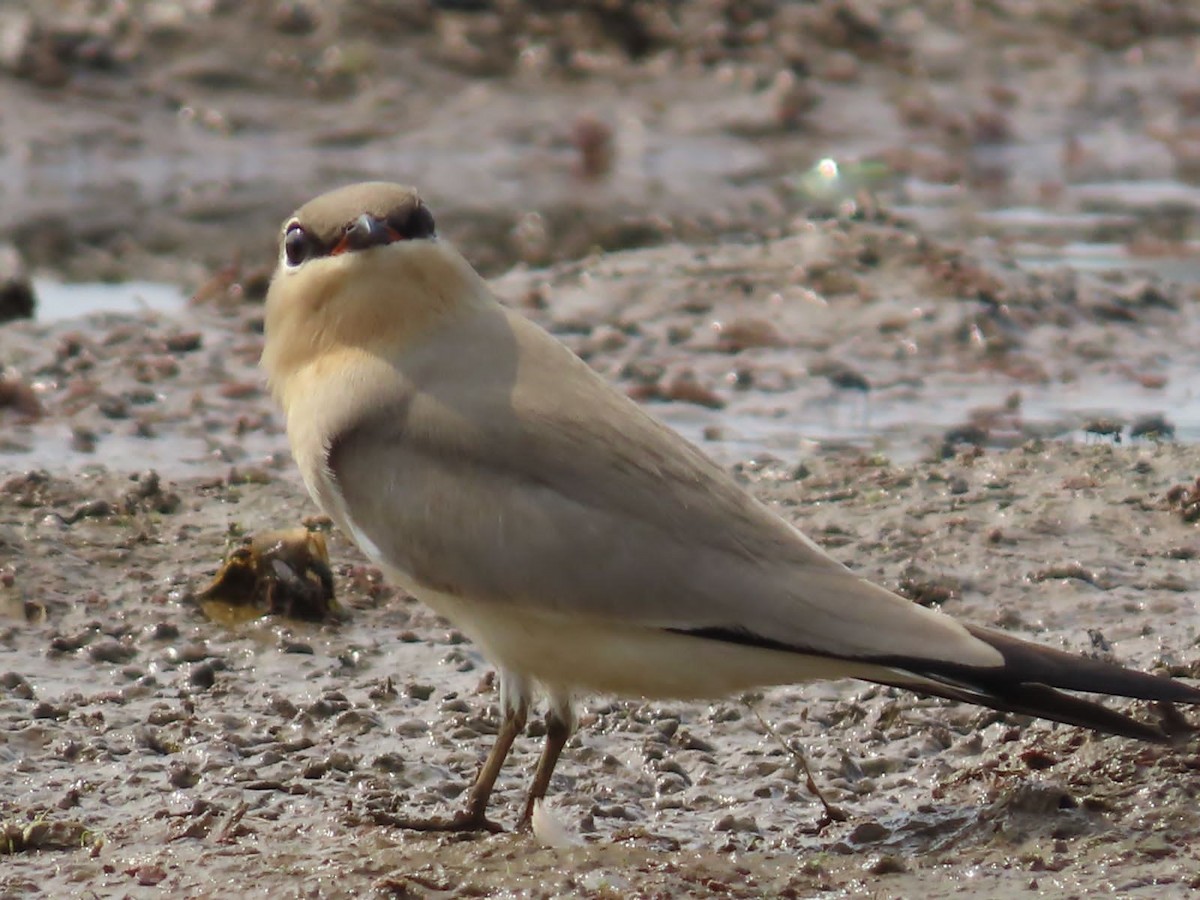 Small Pratincole - ML645891201