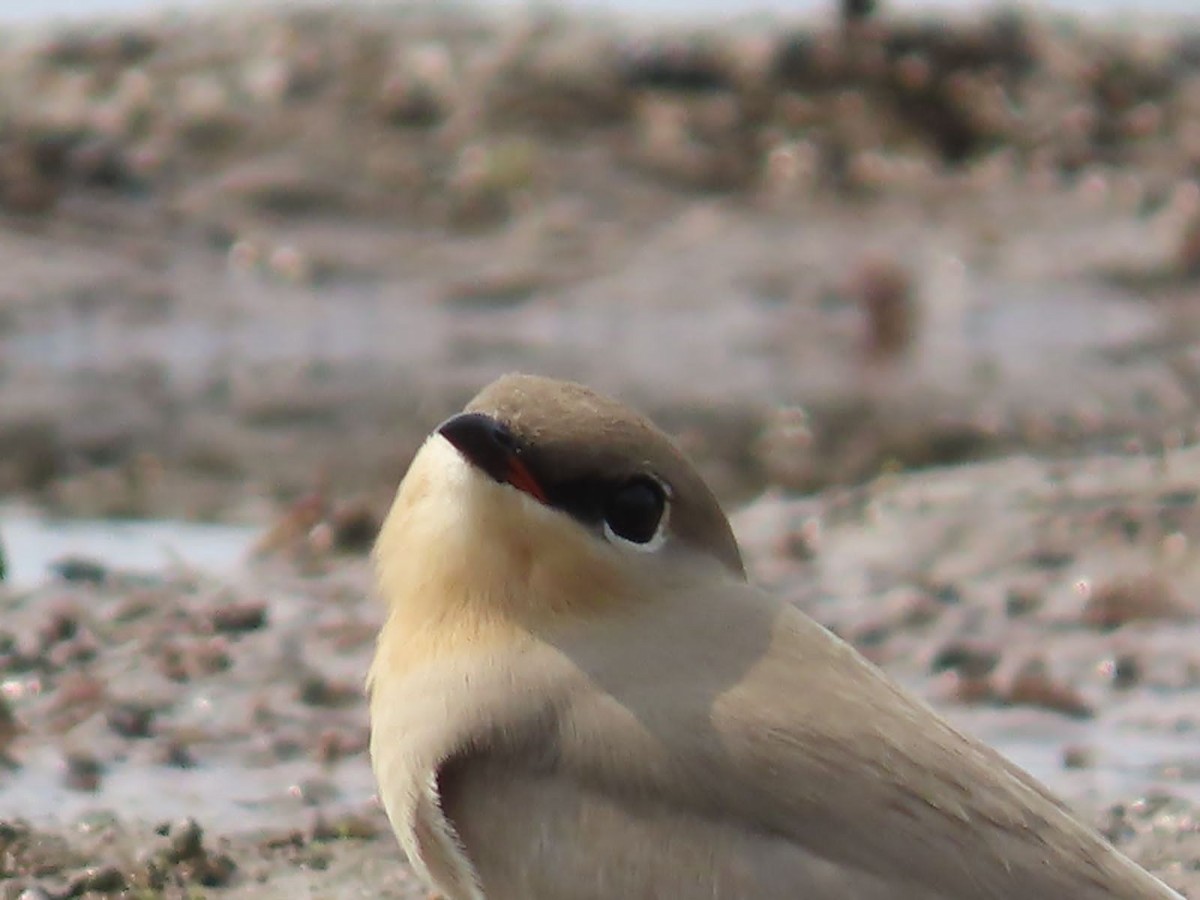 Small Pratincole - ML645891202