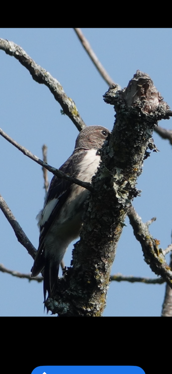 Red-headed Woodpecker - ML645891205