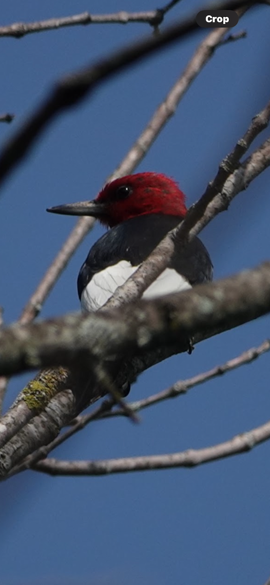 Red-headed Woodpecker - ML645891206