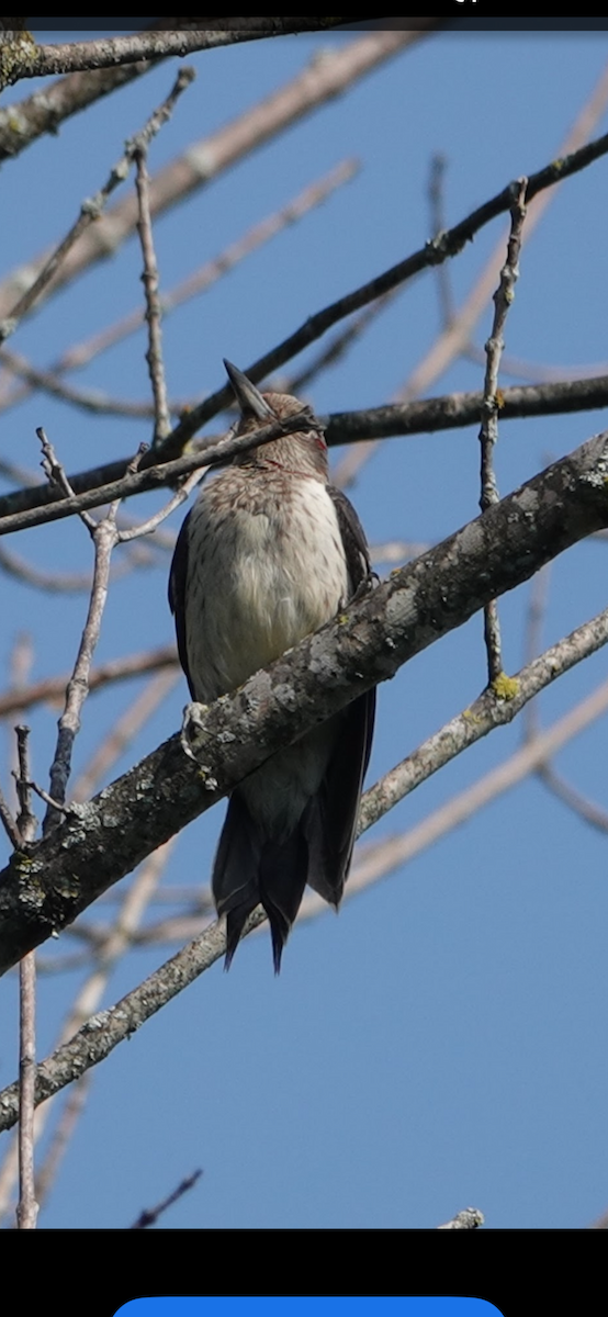 Red-headed Woodpecker - ML645891207