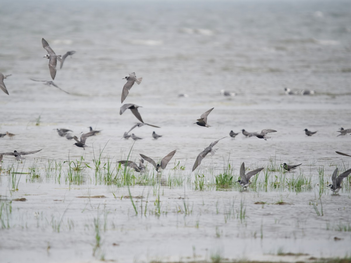 Black Tern - ML645891209