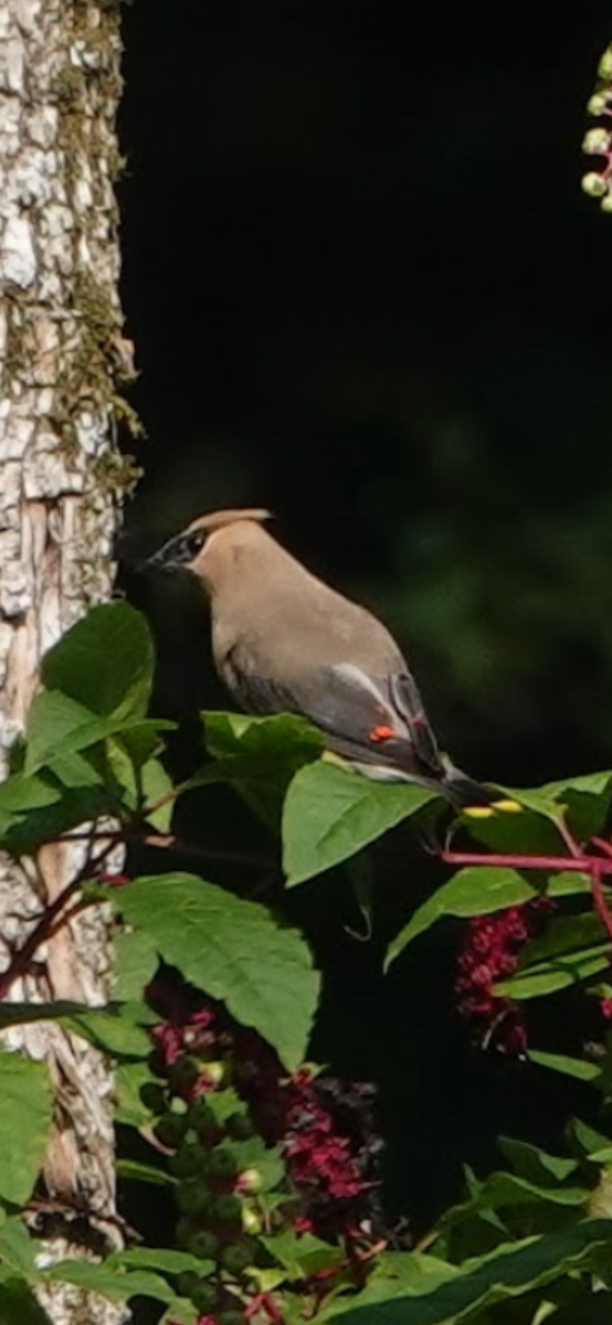 ヒメレンジャク - ML645891228