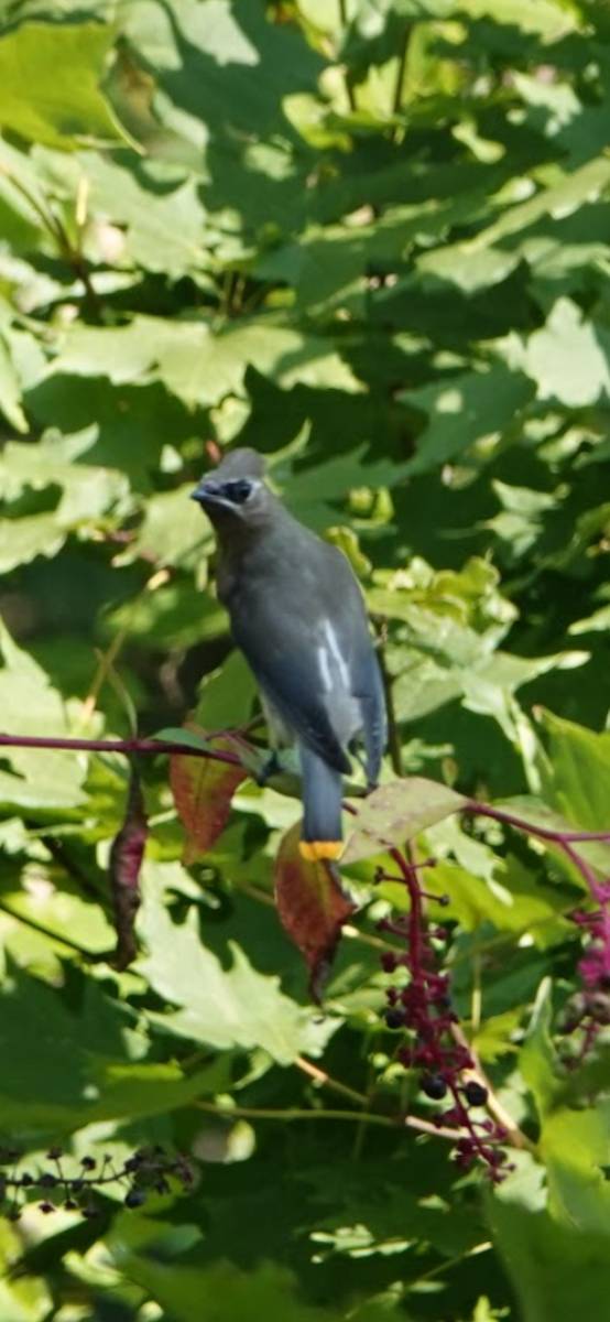 ヒメレンジャク - ML645891229