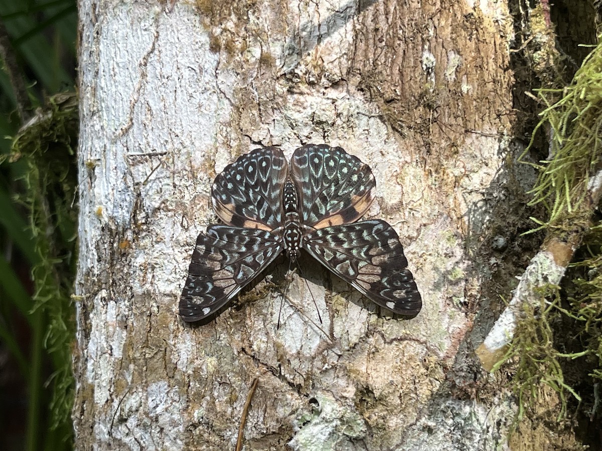 Cracker Butterflies - ML645891232