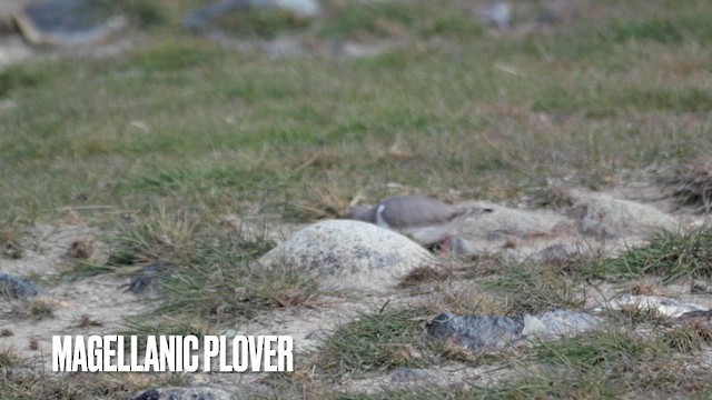 Macellan Cılıbıtı - ML645891235