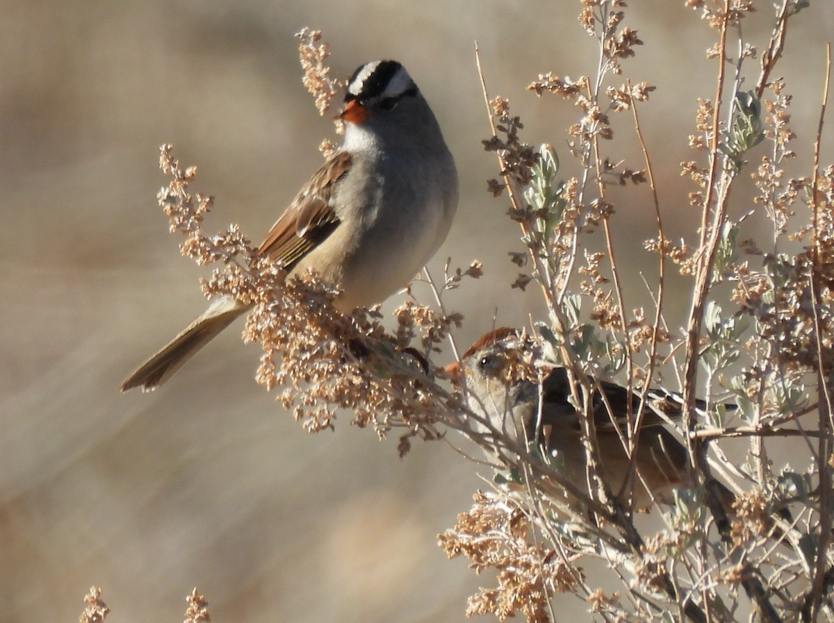 Dachsammer (gambelii) - ML645891241