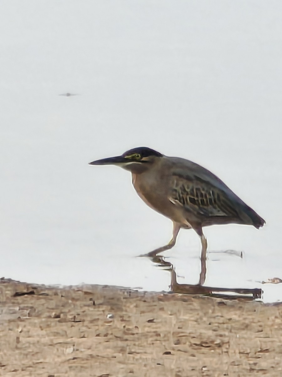 Little Heron - ML645891242