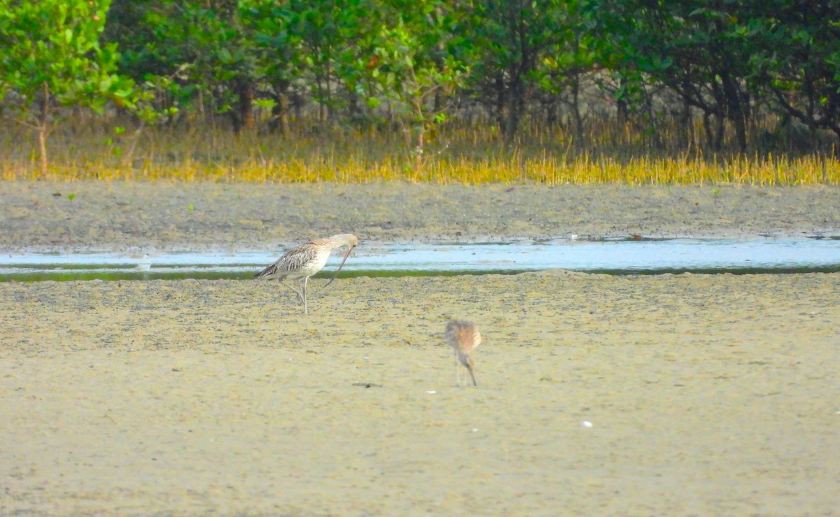 Brachvogel - ML645891244