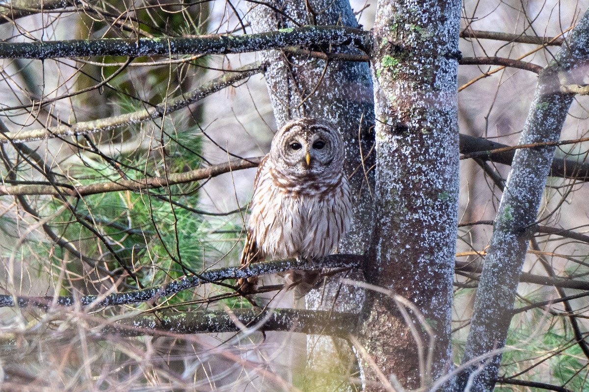 Streifenkauz - ML645891245