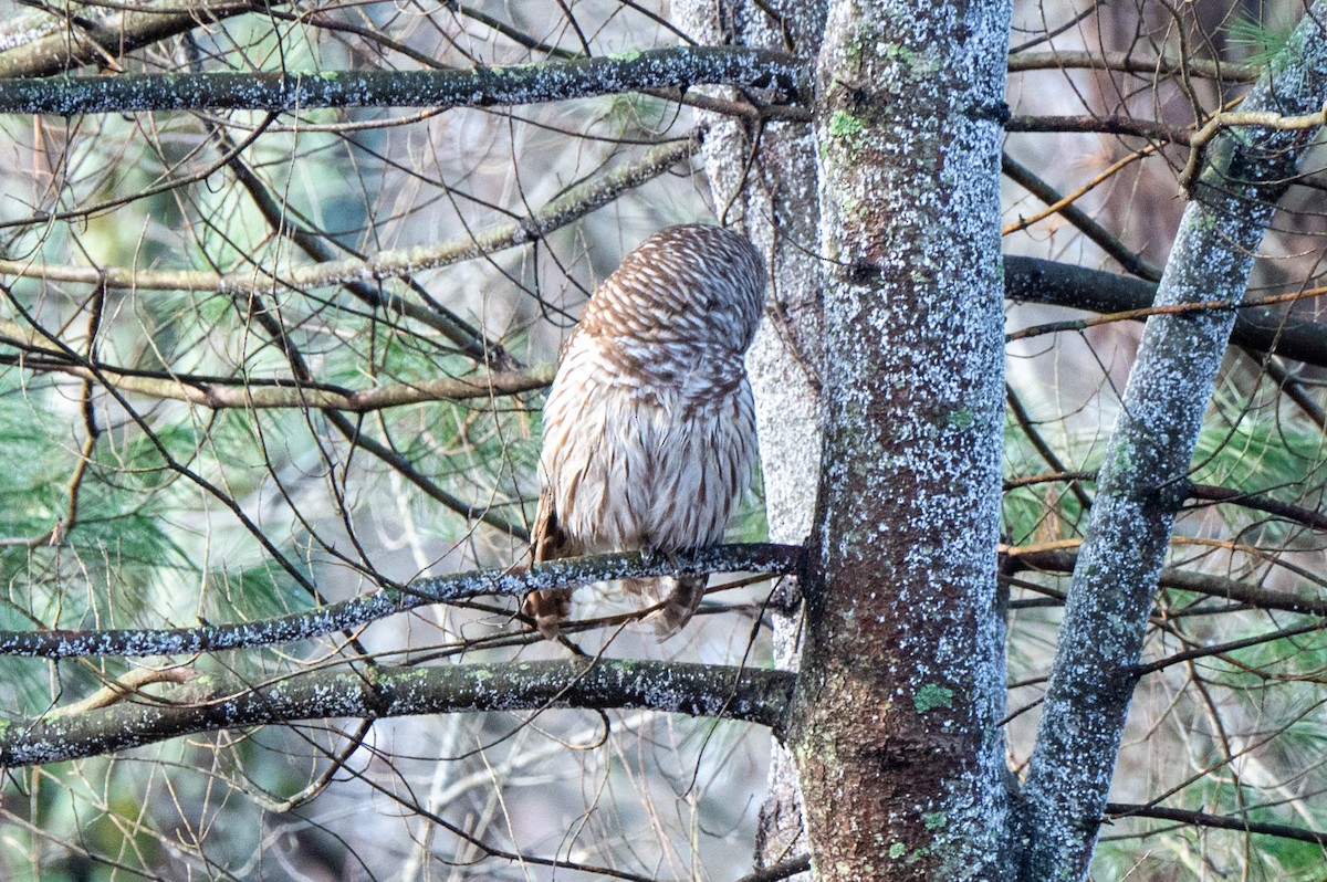 Streifenkauz - ML645891246