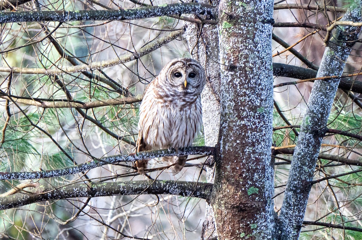 Streifenkauz - ML645891247