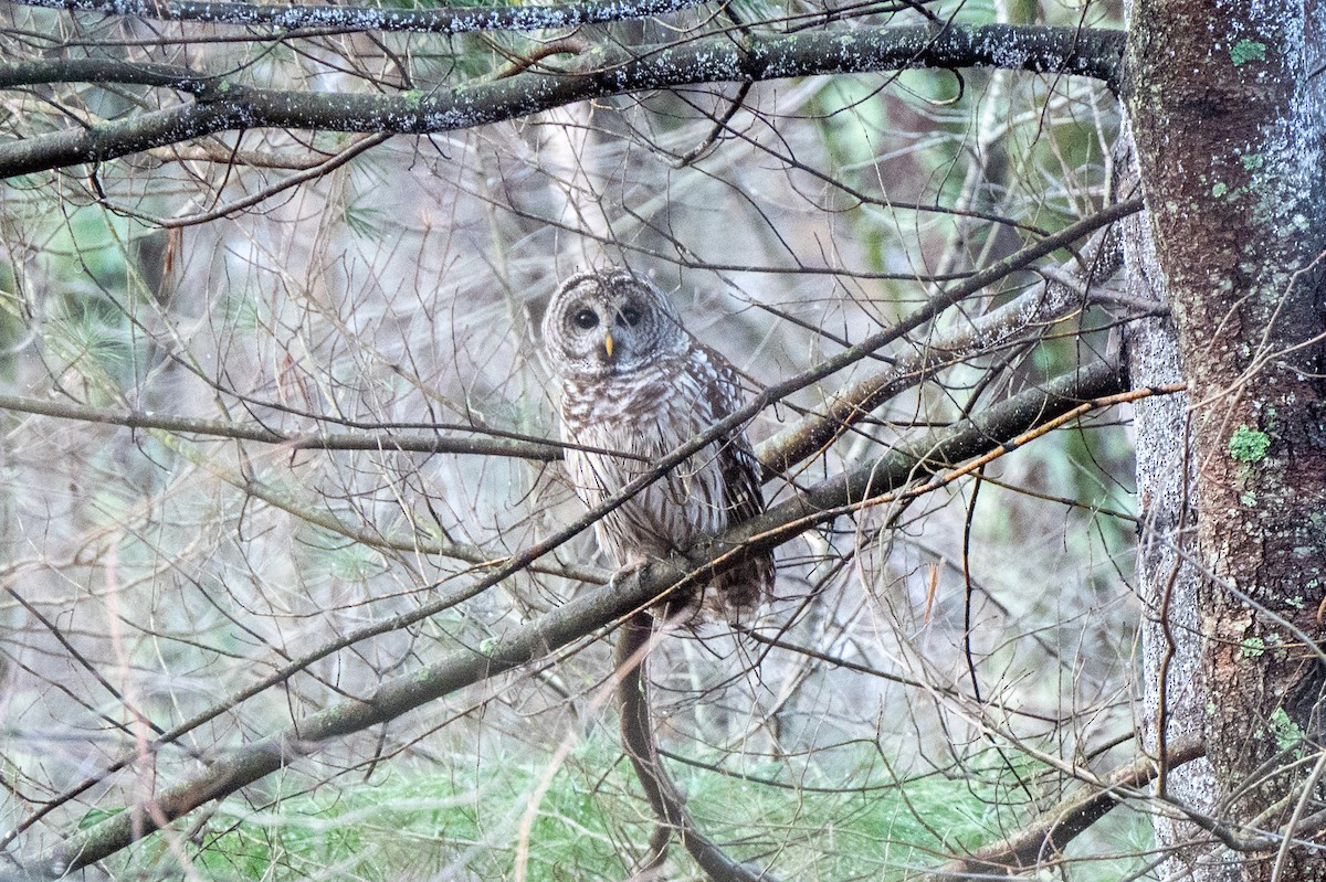 Streifenkauz - ML645891248