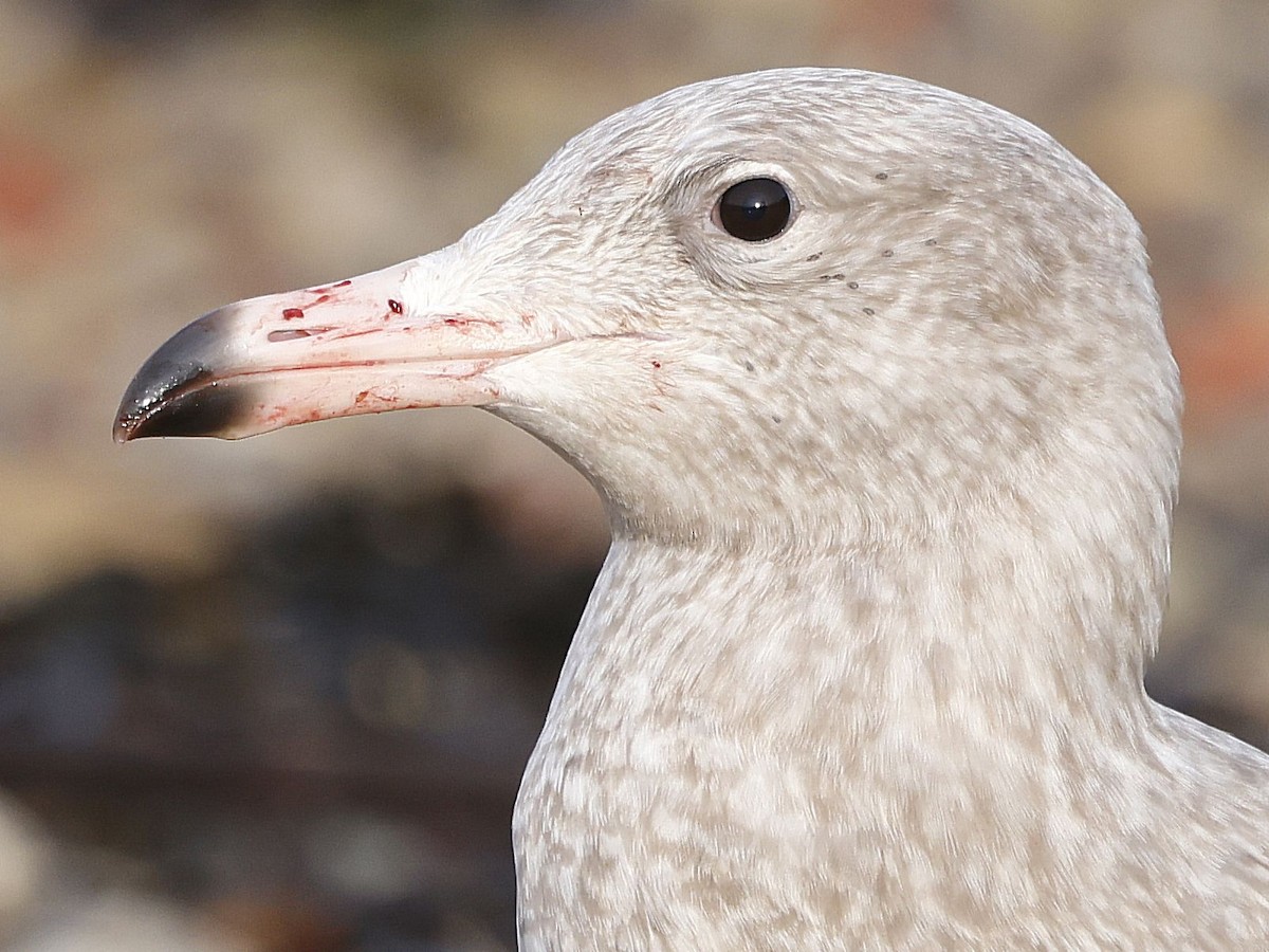 Eismöwe - ML645891249