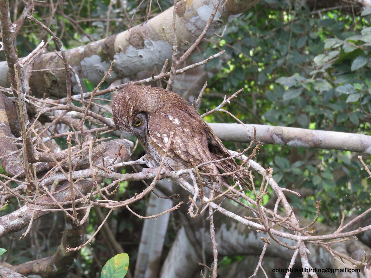 Tropenkreischeule - ML645891250