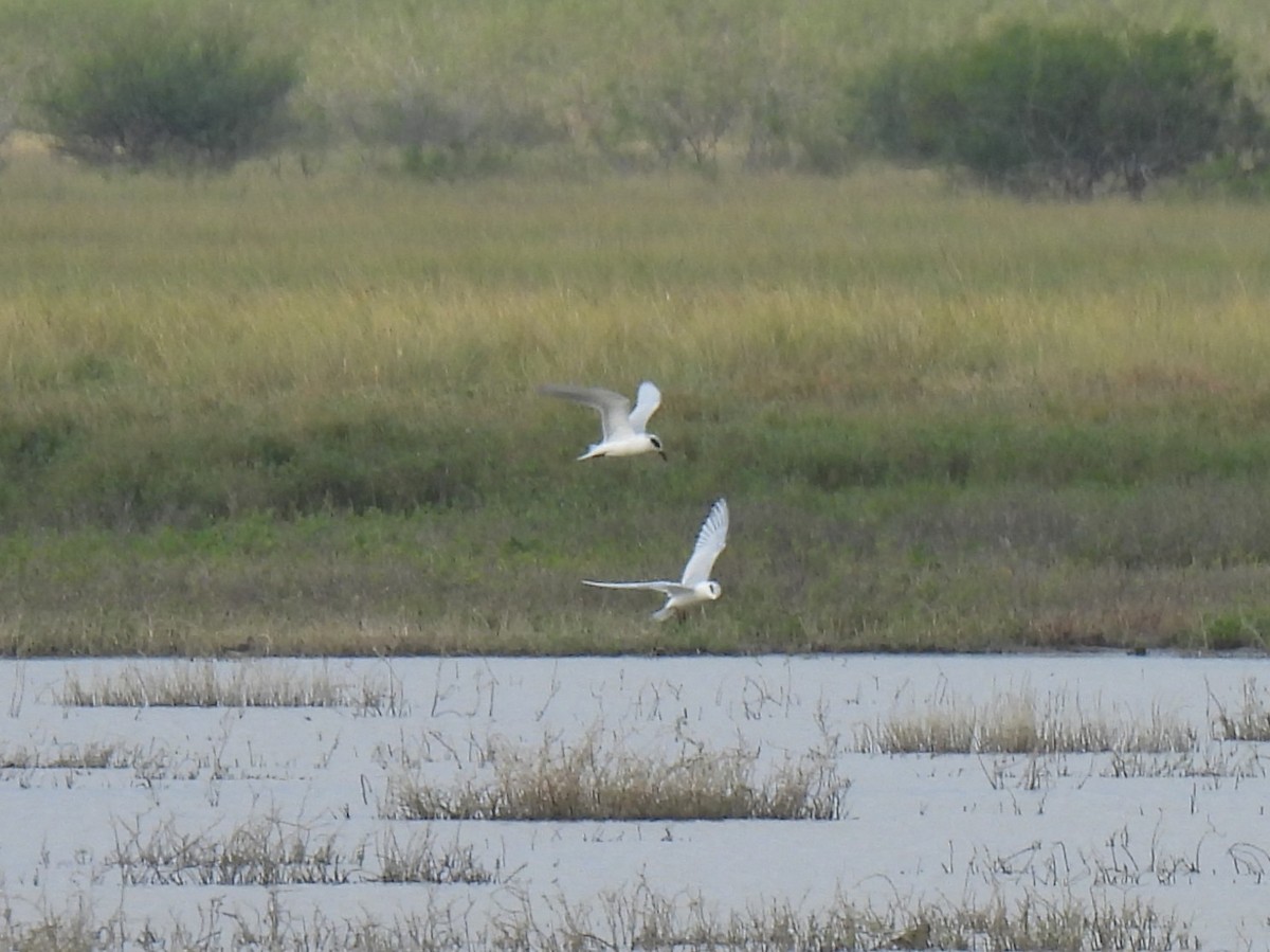 Forsterseeschwalbe - ML645891251