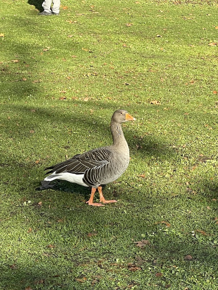 Graugans - ML645891252