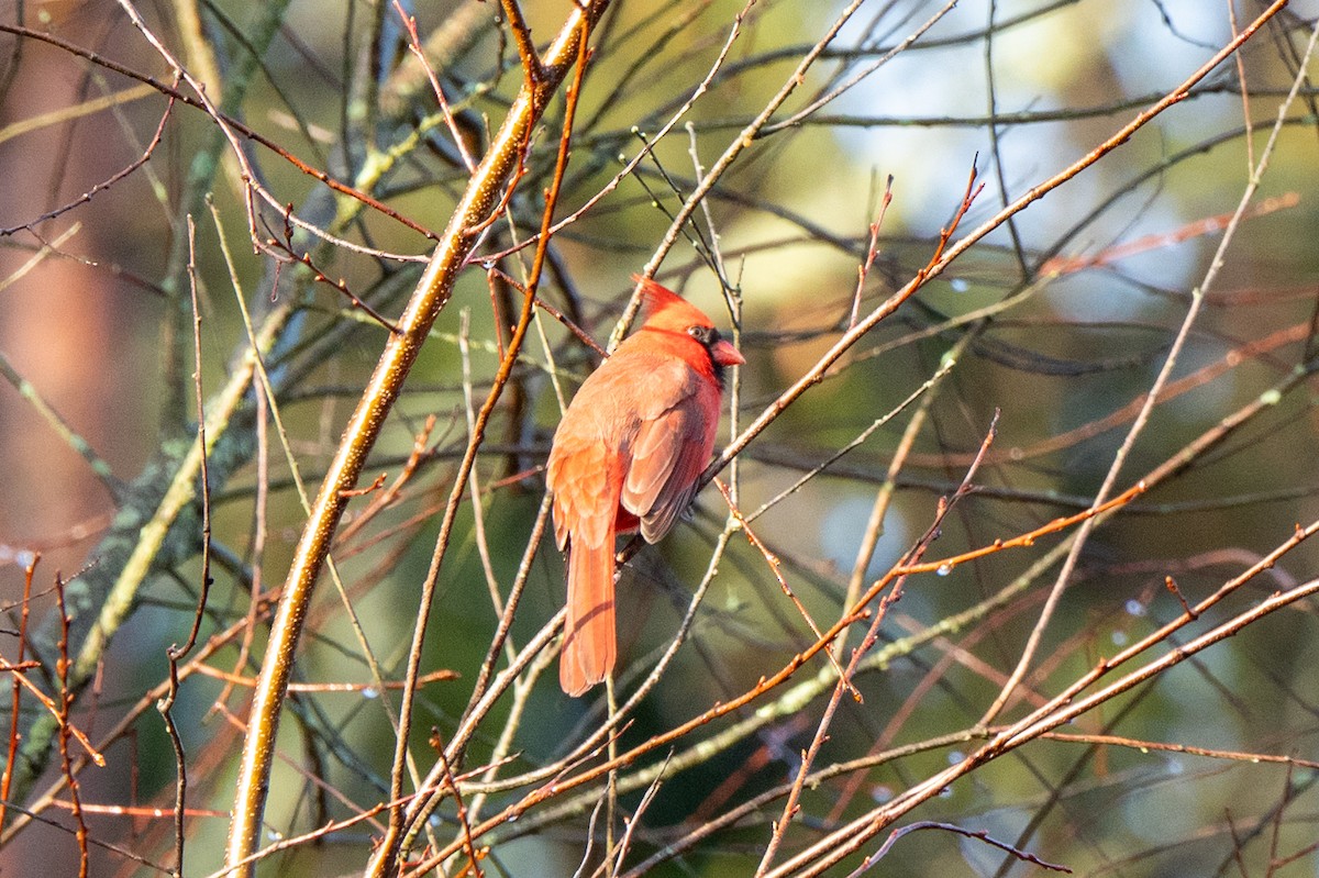 Rotkardinal - ML645891253