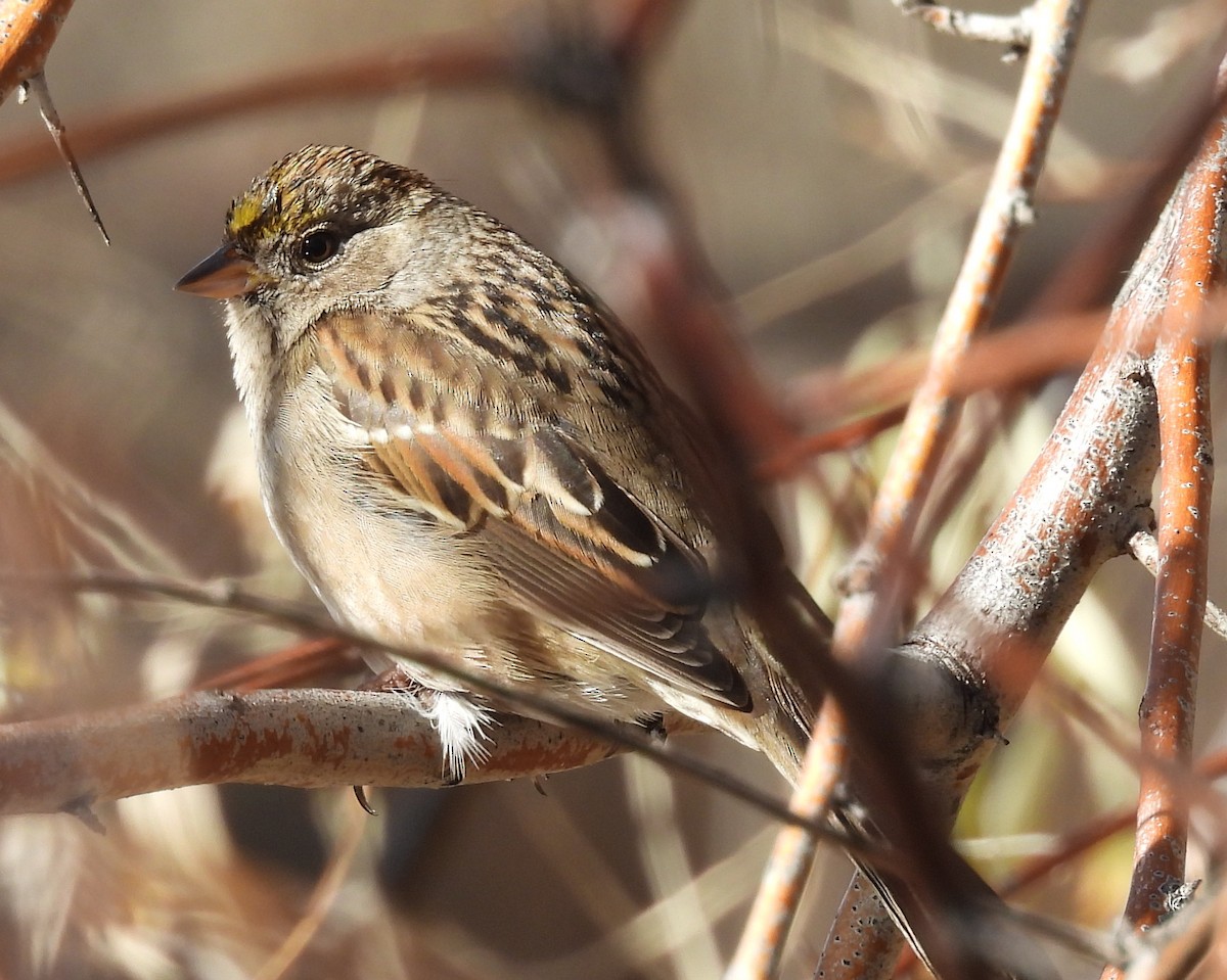 Kronenammer - ML645891254