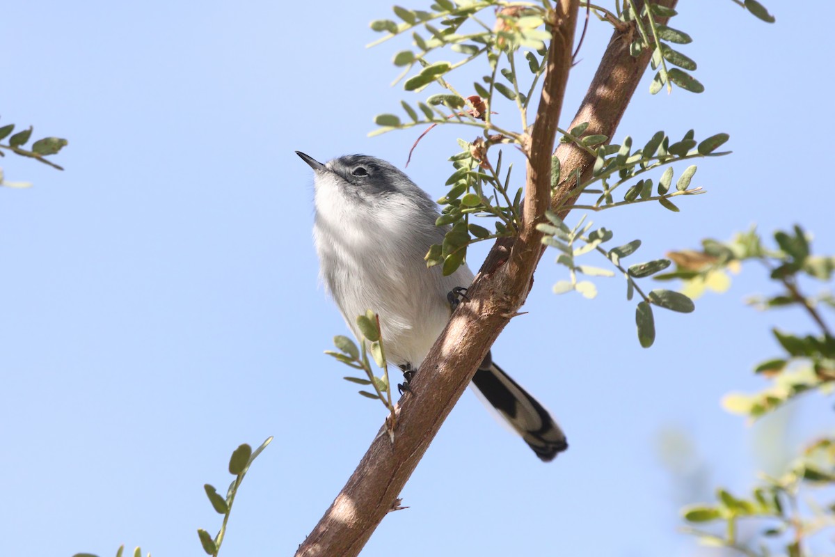 Schwarzschwanz-Mückenfänger - ML645891255