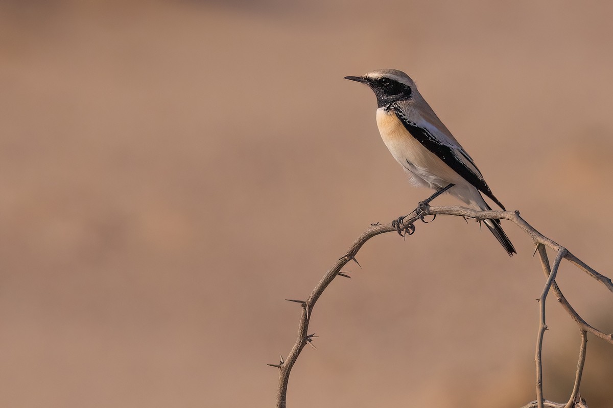 Wüstensteinschmätzer - ML645891260