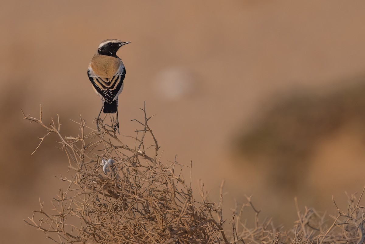 Wüstensteinschmätzer - ML645891261