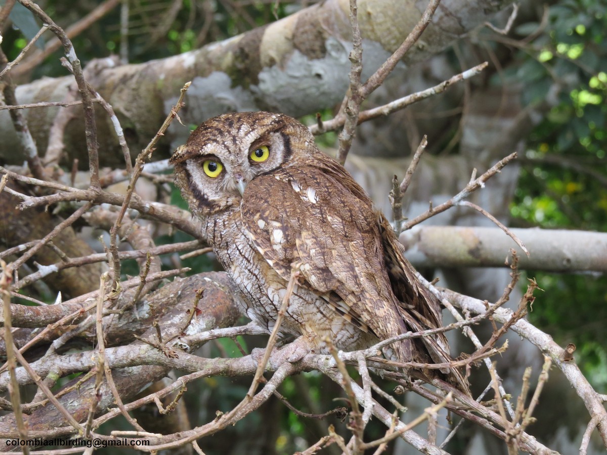 Tropenkreischeule - ML645891262