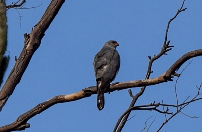 Ovambosperber - ML645891266