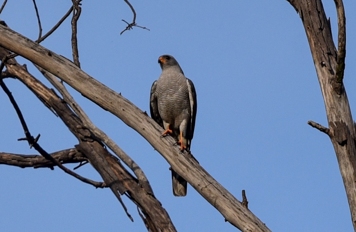 Ovambosperber - ML645891267