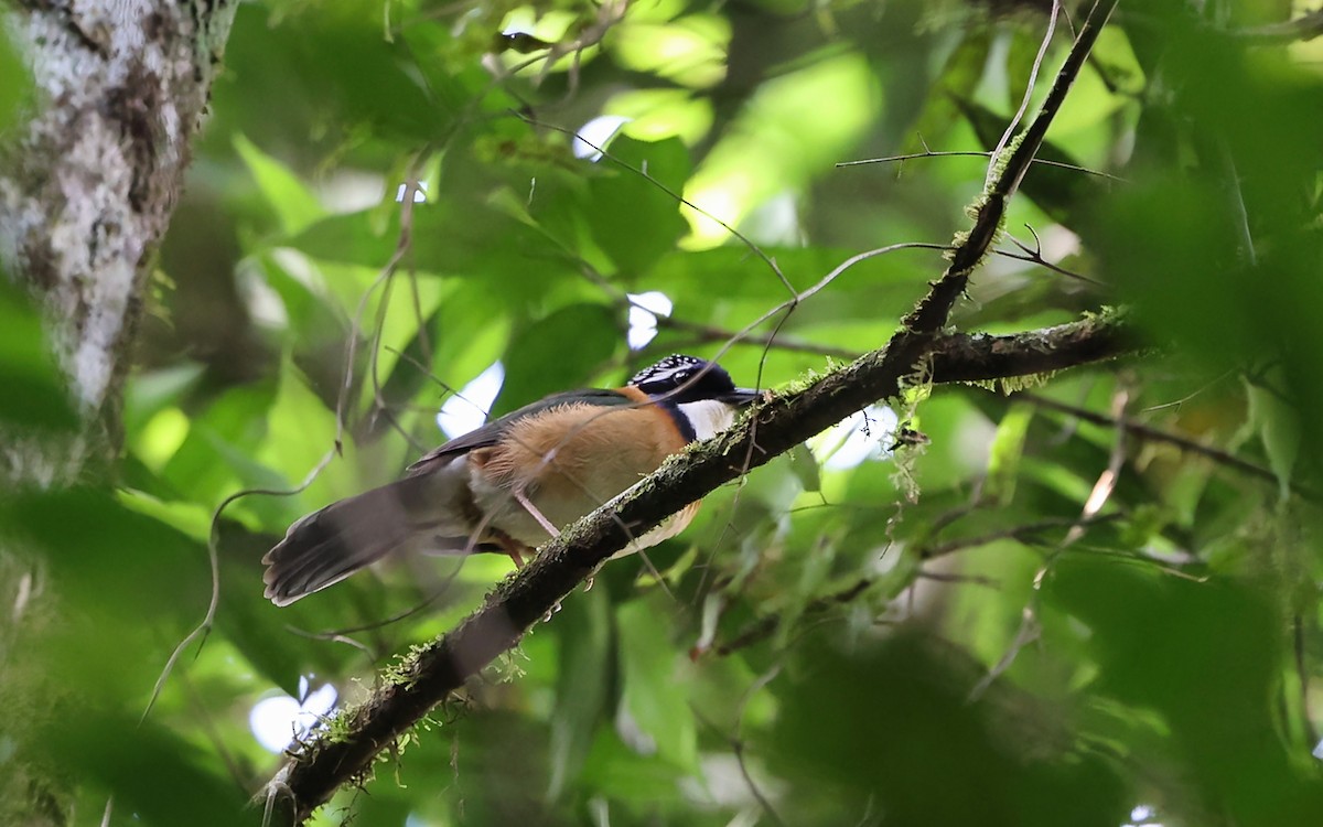 Blaukopf-Erdracke - ML645891268