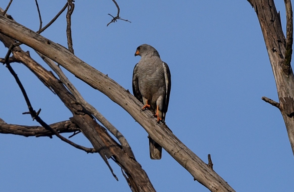 Ovambosperber - ML645891269