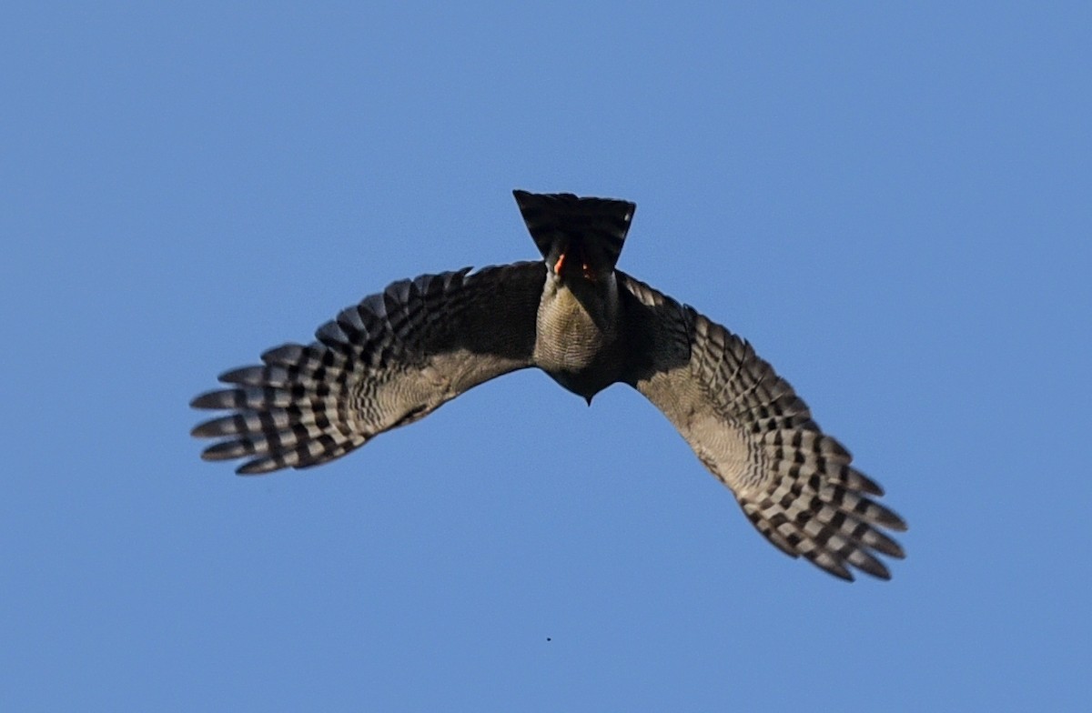 Ovambosperber - ML645891270