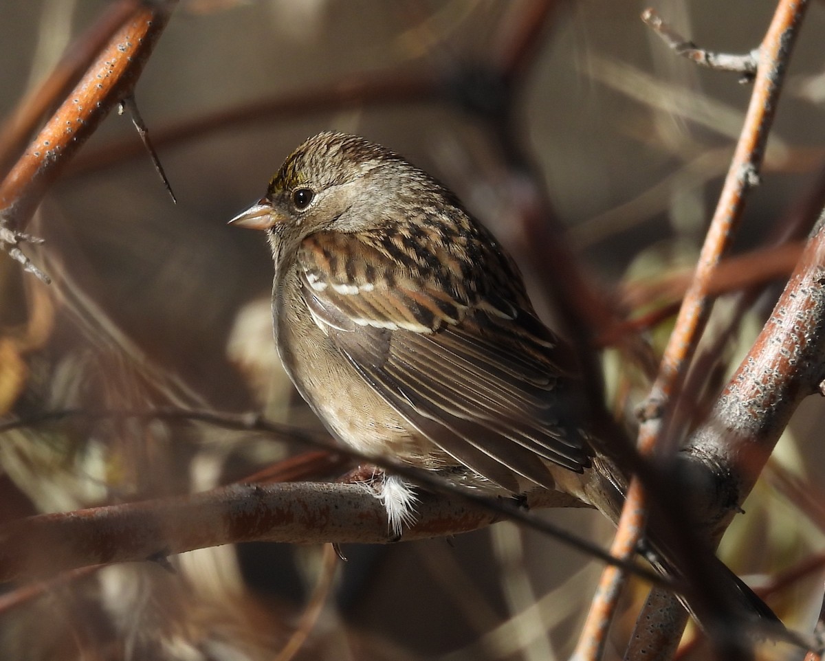 Kronenammer - ML645891271