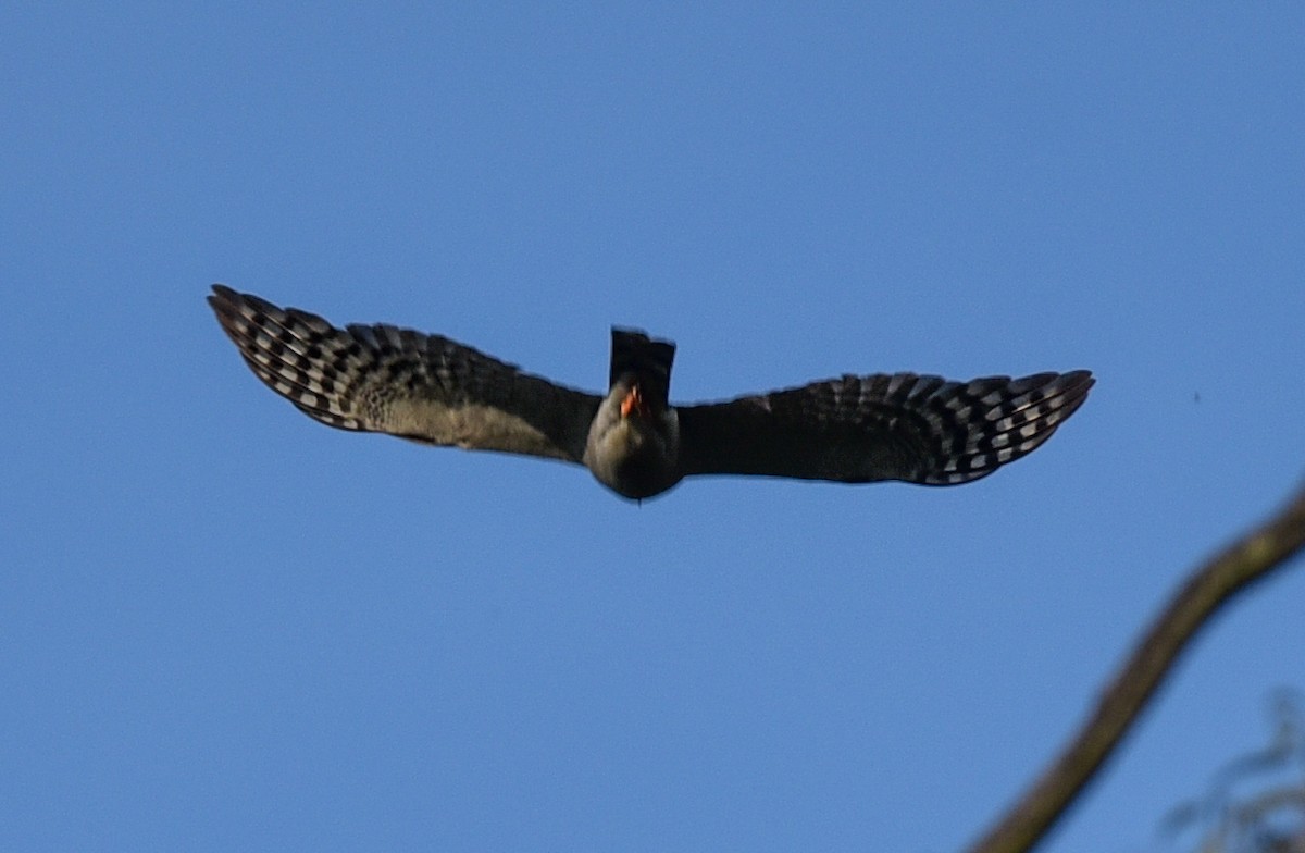 Ovambosperber - ML645891272