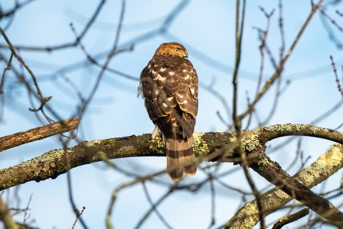 Rundschwanzhabicht - ML645891273