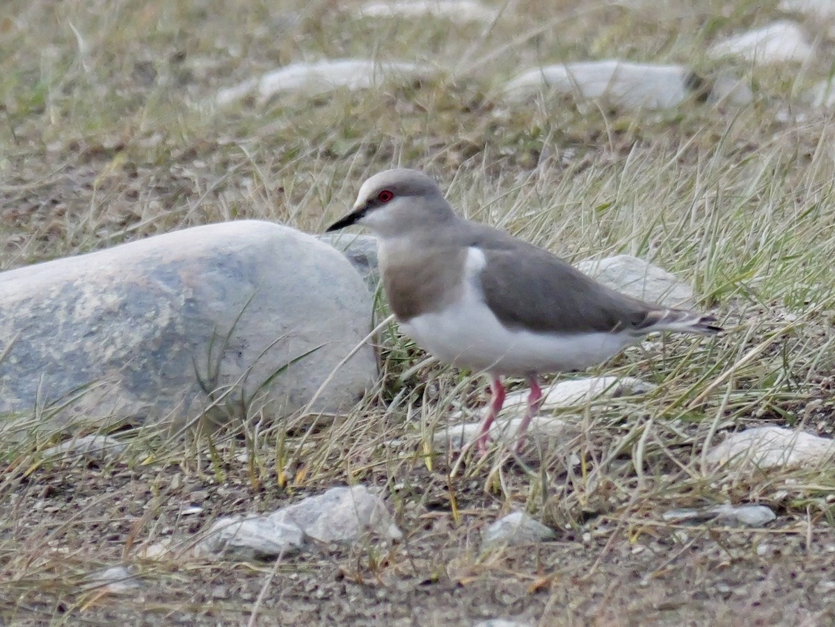 Magellanregenpfeifer - ML645891275