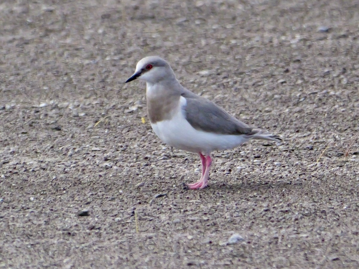 Magellanregenpfeifer - ML645891276