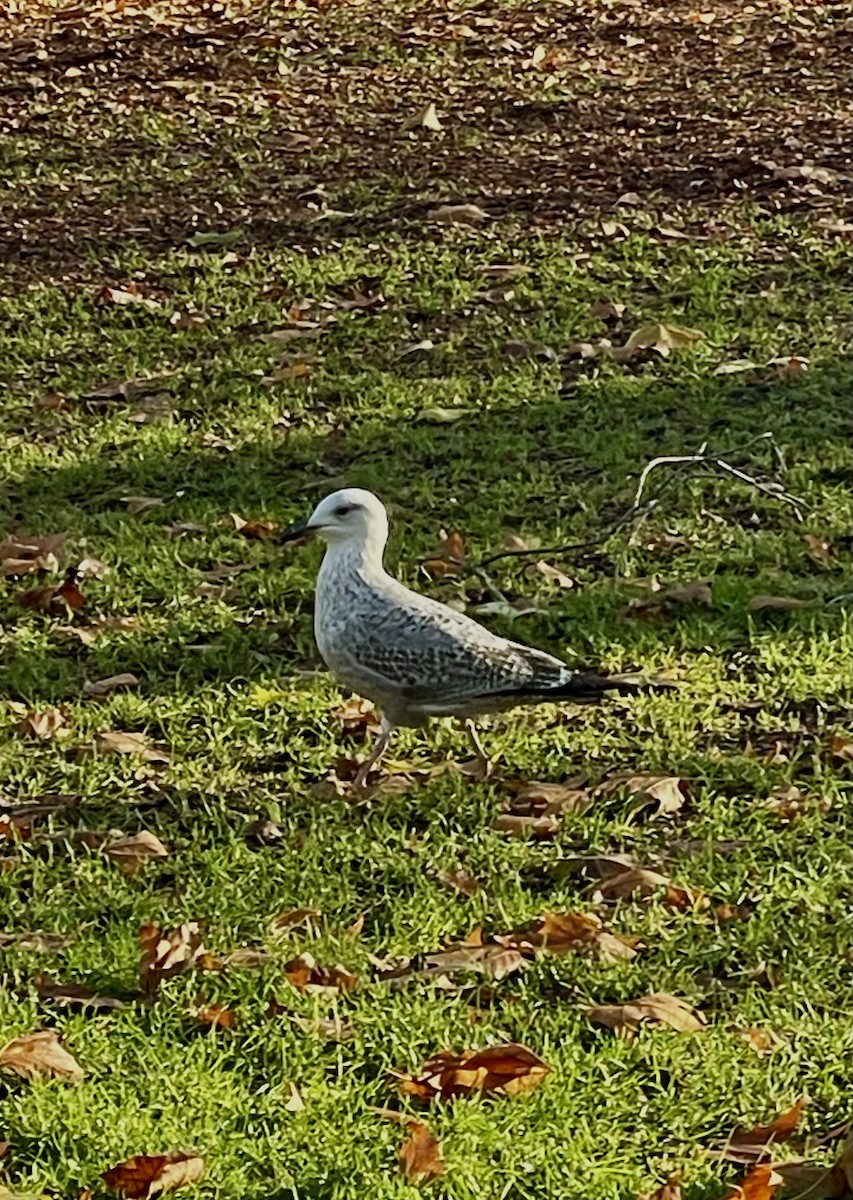 Silbermöwe - ML645891277