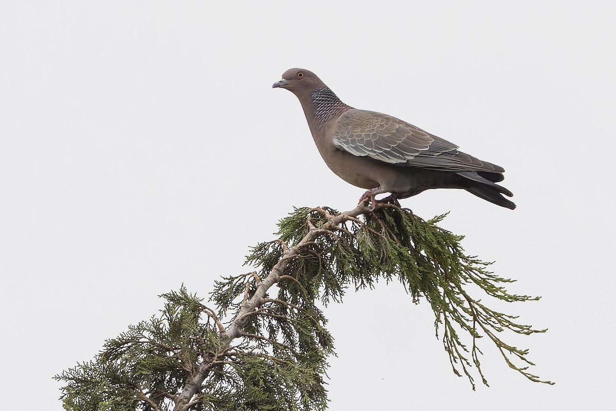 Picazuro Pigeon - ML645891278