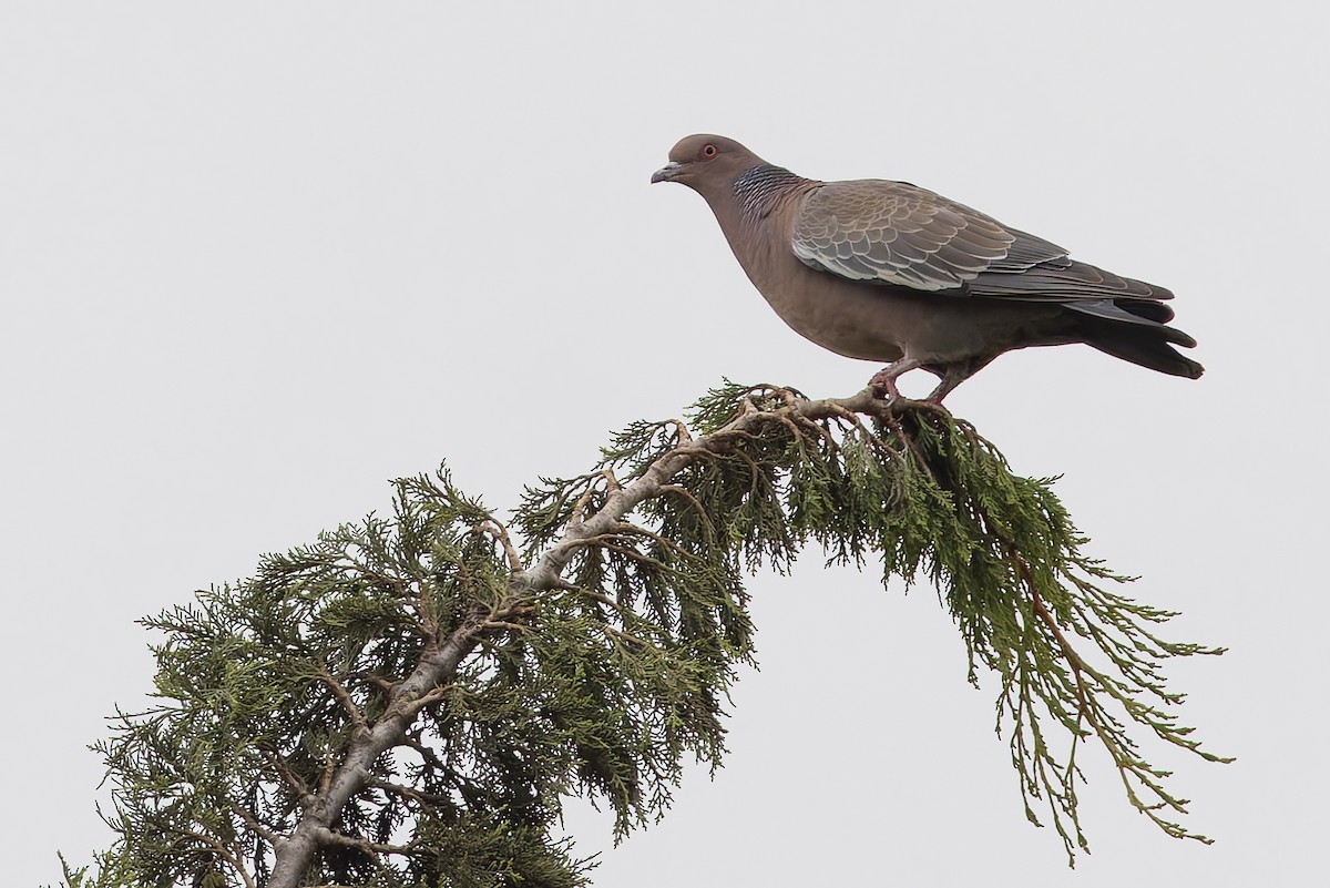 Picazuro Pigeon - ML645891279