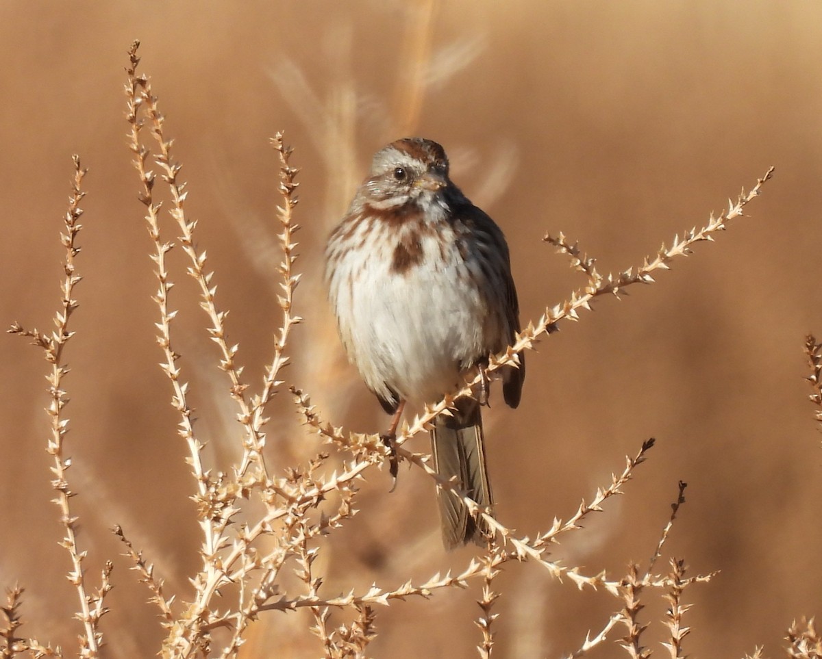 Singammer - ML645891280